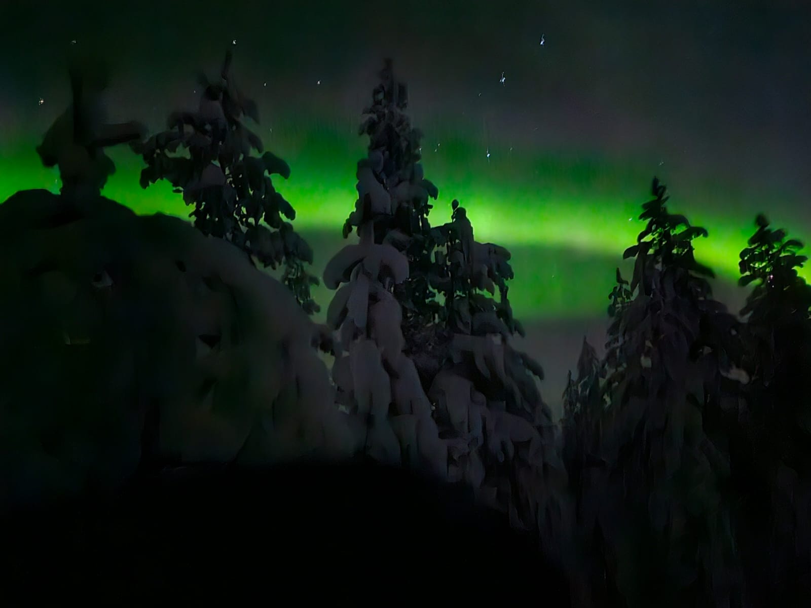 Het noorderlicht achter besneeuwde bomen